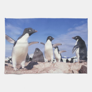 Antarctica, Adelie Penguin Pygoscelis Tea Towel