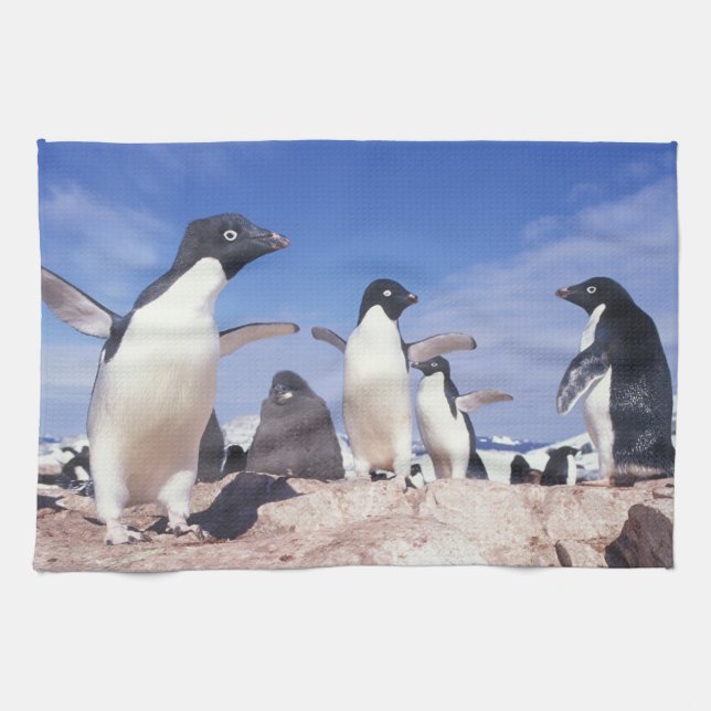 Antarctica, Adelie Penguin Pygoscelis Tea Towel (Horizontal)