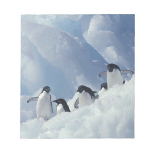 Antarctica. Adelie penguins Notepad