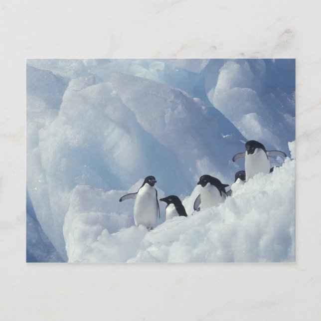 Antarctica. Adelie penguins Postcard (Front)