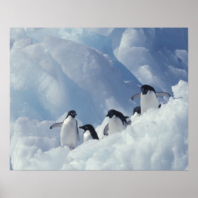 Antarctica. Adelie penguins Poster (Front)
