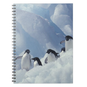Antarctica. Adelie penguins Spiral Notebook