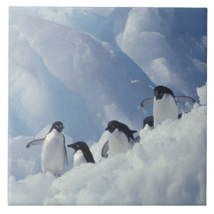Antarctica. Adelie penguins Tile
