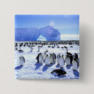 Antarctica, Antarctic Peninsula, Weddell Sea, 5 15 Cm Square Badge