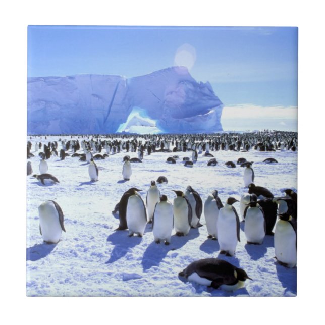 Antarctica, Antarctic Peninsula, Weddell Sea 5 Tile (Front)