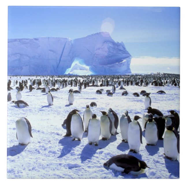 Antarctica, Antarctic Peninsula, Weddell Sea, 5 Tile (Front)