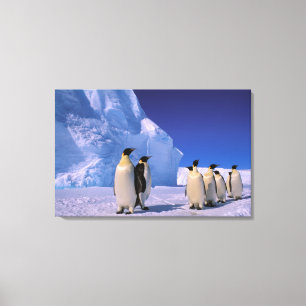 Antarctica, Australian Antarctic Territory, 7 Canvas Print