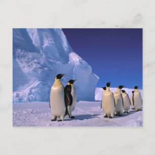 Antarctica, Australian Antarctic Territory, 7 Postcard