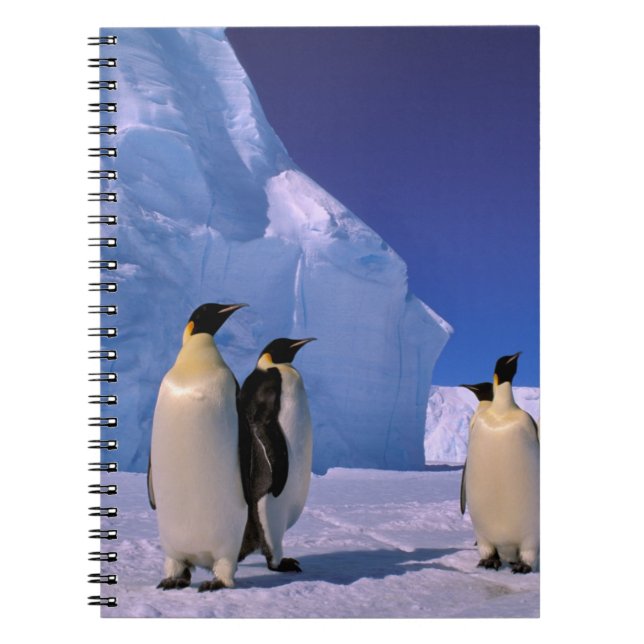Antarctica, Australian Antarctic Territory, 7 Spiral Notebook (Front)