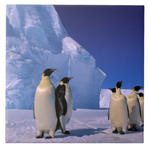Antarctica, Australian Antarctic Territory, 7 Tile