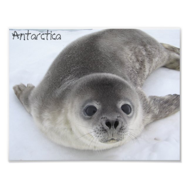 Antarctica baby seal photo (Front)