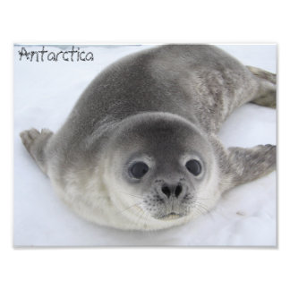 Antarctica baby seal photo print