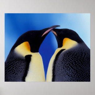Antarctica, Emperor Penguin (Aptenodytes 2 Poster