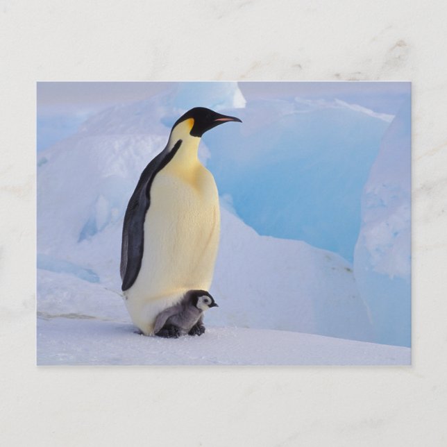 Antarctica, Emperor Penguin (Aptenodytes Postcard (Front)