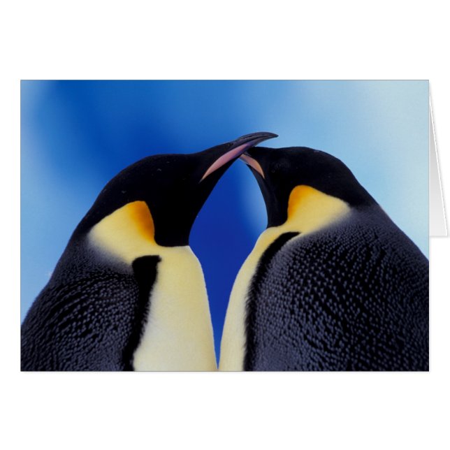 Antarctica, Emperor Penguins (Front Horizontal)