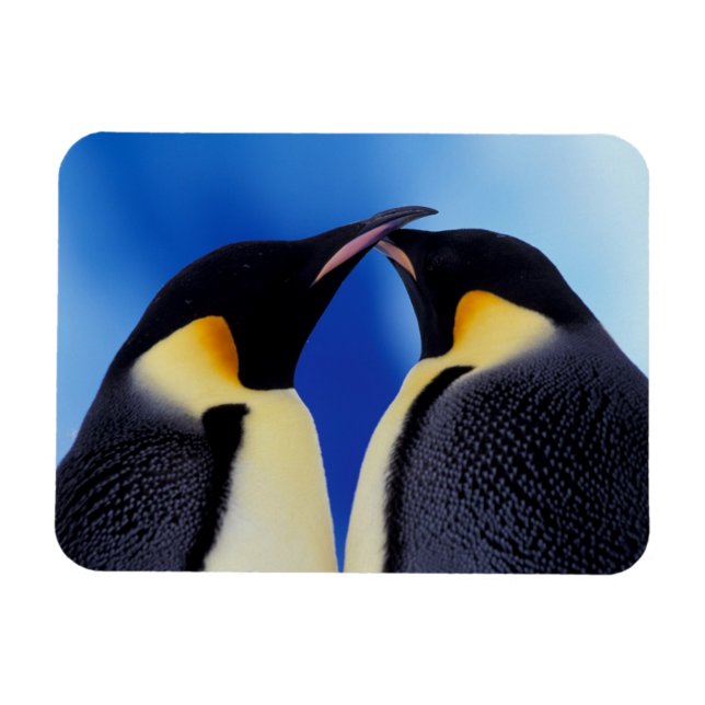 Antarctica, Emperor Penguins Magnet (Horizontal)
