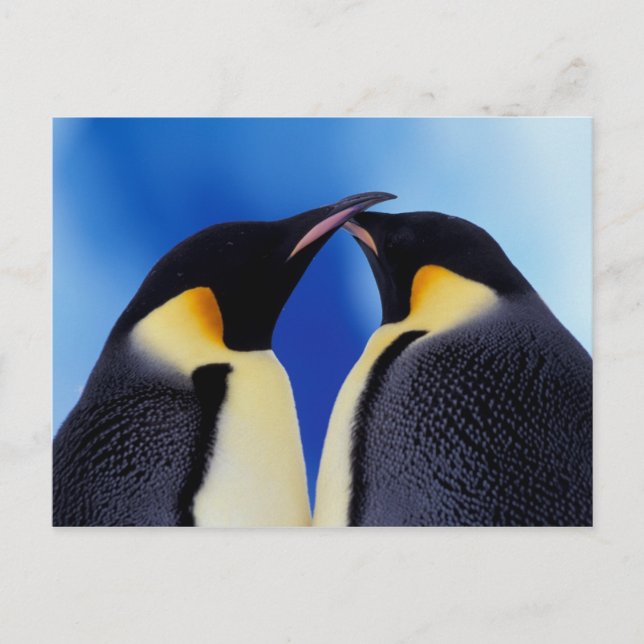 Antarctica, Emperor Penguins Postcard (Front)