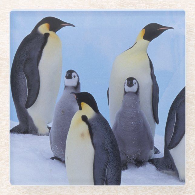 Antarctica, Emporer Penguins Glass Coaster (Front)