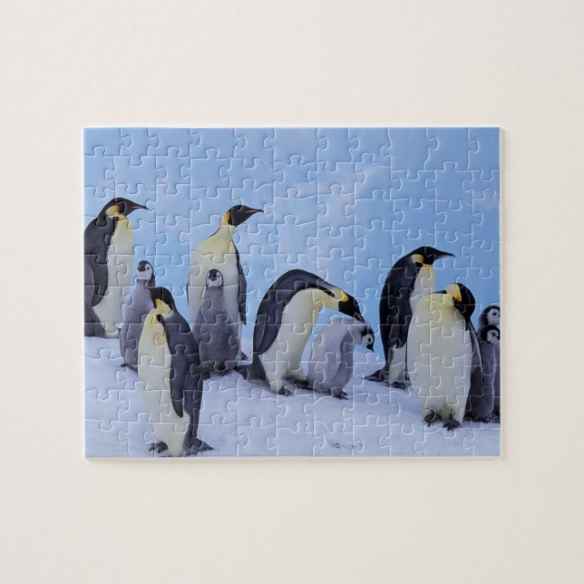 Antarctica, Emporer Penguins Jigsaw Puzzle (Horizontal)