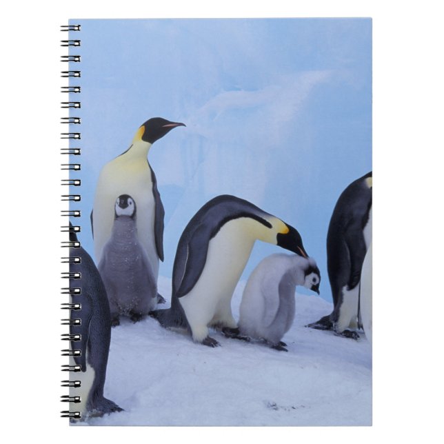 Antarctica, Emporer Penguins Spiral Notebook (Front)
