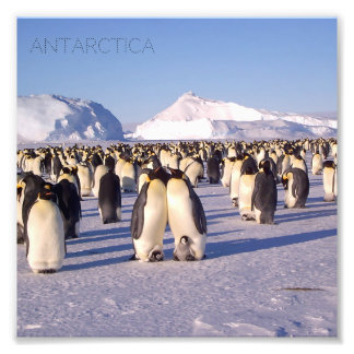 Antarctica, flock of penguins photo