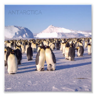 Antarctica, flock of penguins photo print