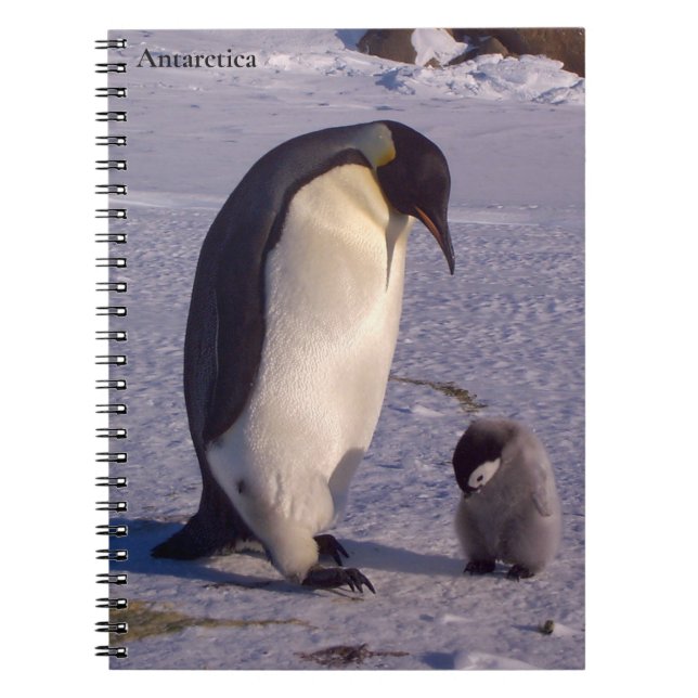 Antarctica Mother penguin caresses baby  Notebook (Front)