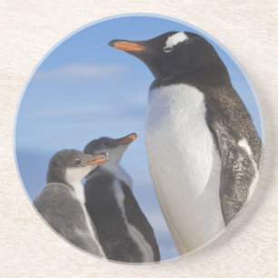 Antarctica, Neko Cove (Harbour). Gentoo penguin 2 Coaster
