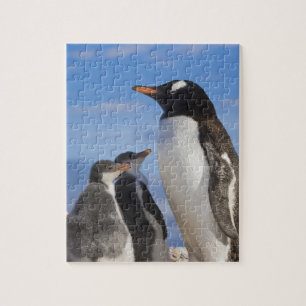 Antarctica, Neko Cove (Harbour). Gentoo penguin 2 Jigsaw Puzzle