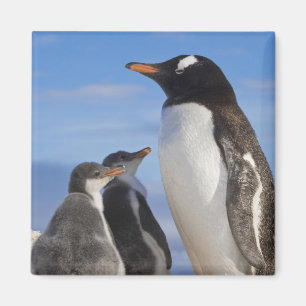 Antarctica, Neko Cove (Harbour). Gentoo penguin 2 Magnet