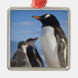 Antarctica, Neko Cove (Harbour). Gentoo penguin 2 Metal Tree Decoration