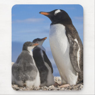 Antarctica, Neko Cove (Harbour). Gentoo penguin 2 Mouse Pad