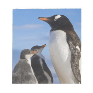 Antarctica, Neko Cove (Harbour). Gentoo penguin 2 Notepad