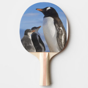 Antarctica, Neko Cove (Harbour). Gentoo penguin 2 Ping Pong Paddle