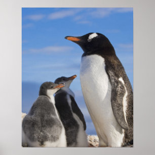 Antarctica, Neko Cove (Harbour). Gentoo penguin 2 Poster