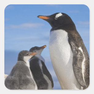 Antarctica, Neko Cove (Harbour). Gentoo penguin 2 Square Sticker