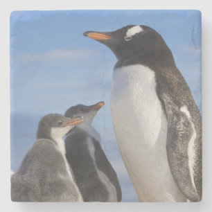 Antarctica, Neko Cove (Harbour). Gentoo penguin 2 Stone Coaster