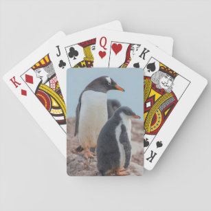 Antarctica. Neko Harbour. Gentoo Penguin 3 Playing Cards