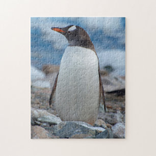 Antarctica. Neko Harbour. Gentoo Penguin Jigsaw Puzzle