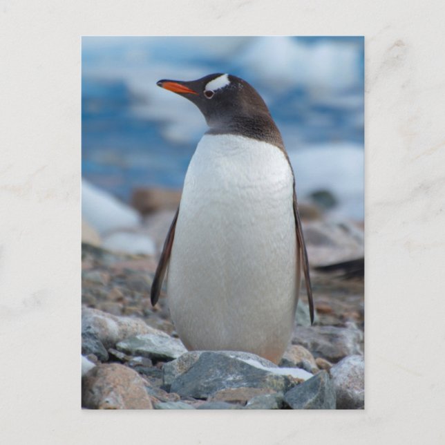 Antarctica. Neko Harbour. Gentoo Penguin Postcard (Front)