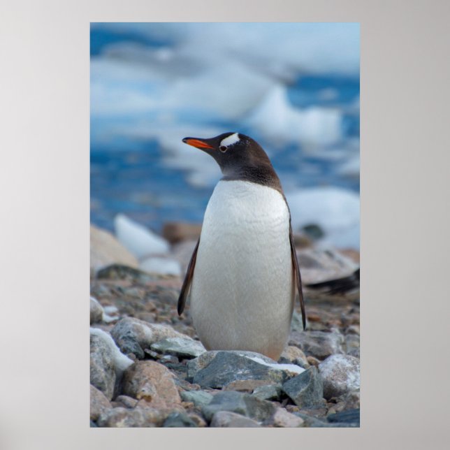 Antarctica. Neko Harbour. Gentoo Penguin Poster (Front)