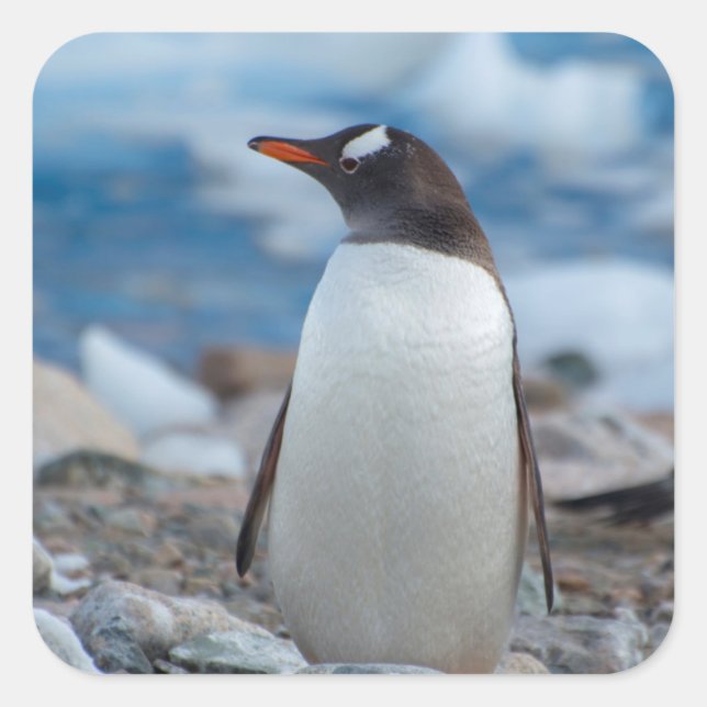 Antarctica. Neko Harbour. Gentoo Penguin Square Sticker (Front)