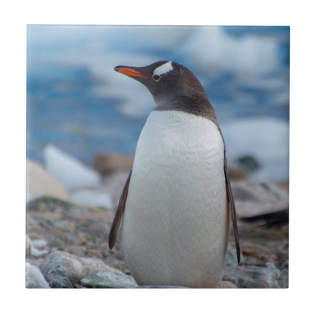 Antarctica. Neko Harbour. Gentoo Penguin Tile (Front)