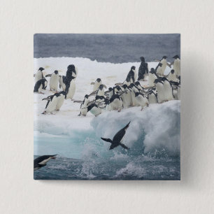 Antarctica, Paulet Island. Adelie penguins 15 Cm Square Badge