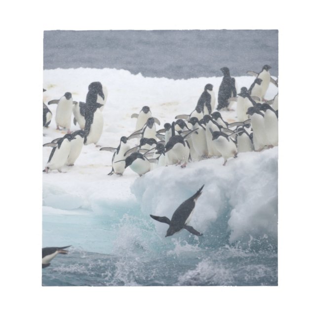 Antarctica, Paulet Island. Adelie penguins Notepad (Front)