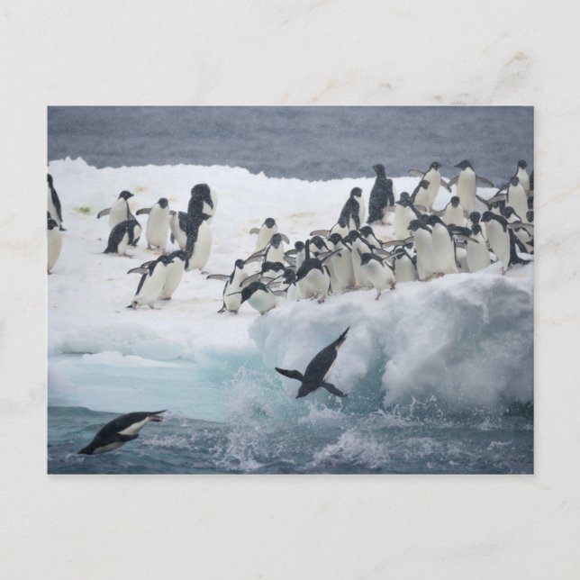 Antarctica, Paulet Island. Adelie penguins Postcard (Front)