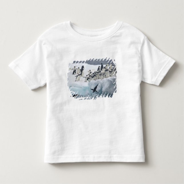 Antarctica, Paulet Island. Adelie penguins Toddler T-Shirt (Front)