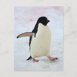 Antarctica. Petermann Island. Adelie penguin Postcard