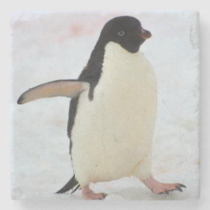 Antarctica. Petermann Island. Adelie penguin Stone Coaster
