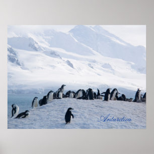 Antarctica Poster